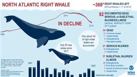northern right whale population
